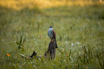 Hawk, tercel, buzzard or predator bird in wild nature during summer with warm colors, sitting on bracn near a ground.