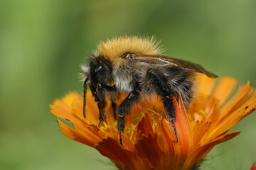 Closeup on a Brown banded carder bumblebee, Bombus pascuorum, on an orange Callendula officinalis...