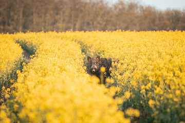 Wild boar ( Sus scrofa ) in wild nature during spring morning in oilseed rape. Usefull for hunting...