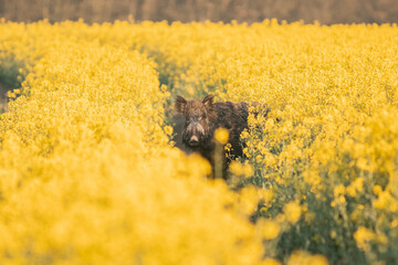 Wild boar ( Sus scrofa ) in wild nature during spring morning in oilseed rape. Usefull for hunting...