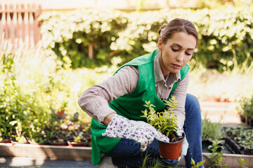 Naklejka na ściany i meble Greenhouse Worker With Potted Plants