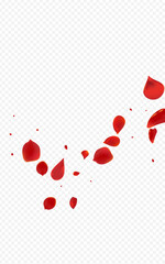 Red Sakura Spring Vector Transparent Background.