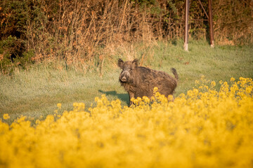 Wild boar ( Sus scrofa ) in wild nature during spring morning in oilseed rape. Usefull for hunting magazines or news. Colorulf picture of wild animal. 