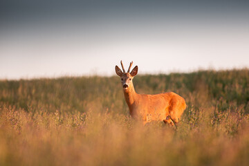 Roe deer ( Capreolus capreolus ) during rut in wild nature. Hunting season. Wild male roe deer in nature during warm evening sunset. Usefull for hunting magazines, news.