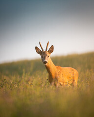 Roe deer ( Capreolus capreolus ) during rut in wild nature. Hunting season. Wild male roe deer in nature during warm evening sunset. Usefull for hunting magazines, news.