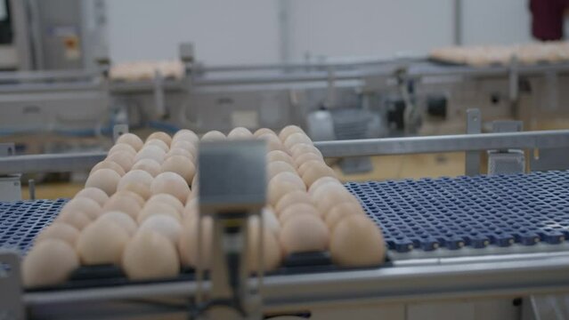 Egg selection, egg production factory
