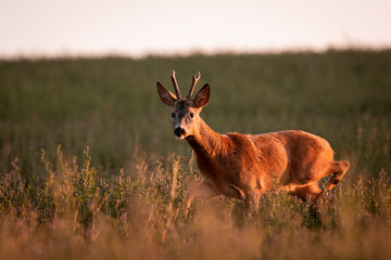 Roe deer ( Capreolus capreolus ) during rut in wild nature. Hunting season. Wild male roe deer in nature during warm evening sunset. Usefull for hunting magazines, news.