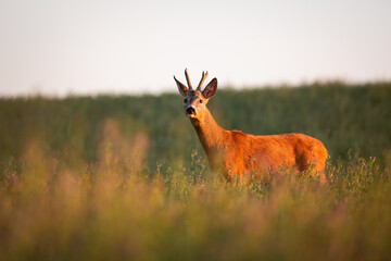 Roe deer ( Capreolus capreolus ) during rut in wild nature. Hunting season. Wild male roe deer in nature during warm evening sunset. Usefull for hunting magazines, news.