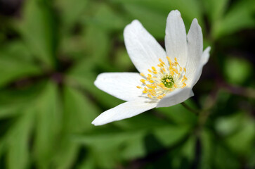 white spring flower anemones close up, macro image