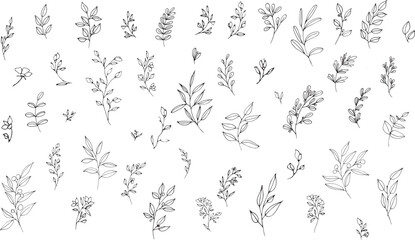 Fototapeta Set of graphic vector plant branches with leaves and flowers. Vector elements for wedding design, logo design, packaging and other ideas obraz
