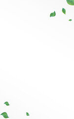 Green Leaves Realistic Vector White Background