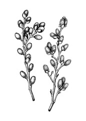Willow blossom sketch in engraved style. Flowering branches with flowers and buds. Two white contoured drawing. Botanical vector illustration of spring tree. Pussy willow isolated on white background © sketched-graphics
