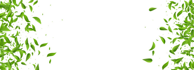 Obraz premium Olive Leaf Swirl Vector Panoramic White