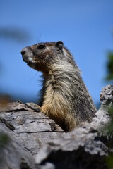 marmot in the mountains