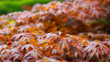 Japanese red maple in light rain. Morning sun. Sendai, Japan. Acer palmatum atropurpureum.