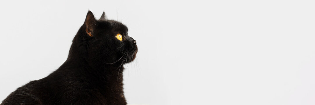 A black fluffy British breed cat with yellow eyes on a gray background with space for text. Banner