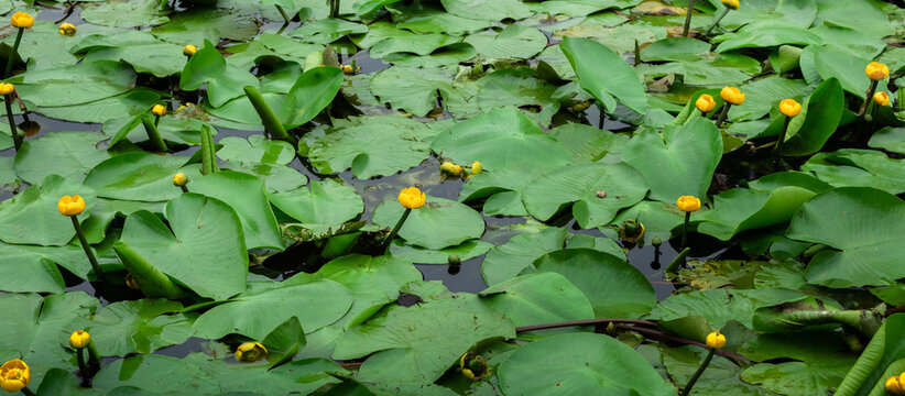Blossoming Water-lily ( Nuphar Luteum) on the water,