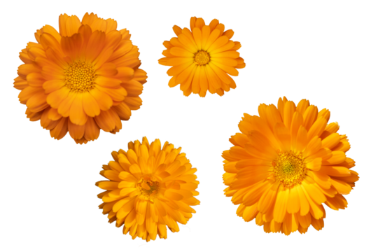 yellow and orange heads of officinalis calendula flowers isolate top view