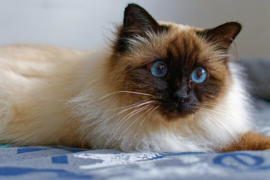 chat de race persan de birmanie