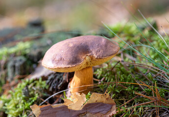 An edible mushroom that grows in an autumn forest