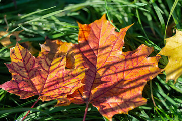 Autumnal colours of fallen maple leaves