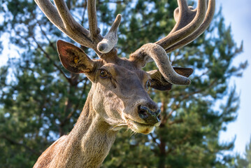 Portrait of a majestic red deer