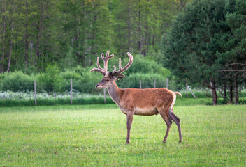 Naklejka na ściany i meble A majestic red deer grazing in a meadow in summer