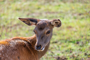 Young deer grazing in a meadow in autumn