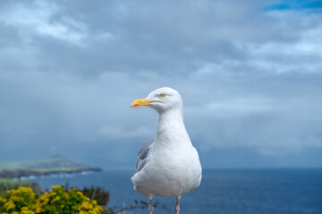 Seagull, Atlantic Ocean and beautiful cloudy sky, this is the Dingle Peninsula on Ireland’s Wild Atlantic Way, southwest Atlantic coast