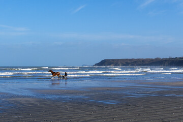 cheval sur la plage de la baie de saint brieuc à marais basse