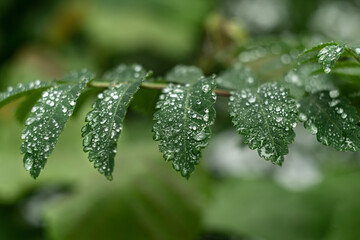 Water drops on tree leaves