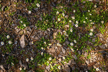 Beautiful daisies growing at the forest floor