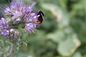 Krautige Pflanze. Makrofotografie. Minimalistischer Ansatz. Grünes Gras. Buschige Pflanzen. Verschwommener Hintergrund. Blühende Pflanzen. Nahaufnahmen. Lila Blüten. Bienenbestäubung. Weide mit Insekt