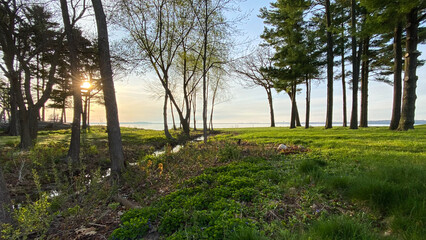 Fototapeta premium morning in the park by the lake