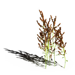 wild field grass with a shadow under it, isolated on white background, 3D illustration, cg render