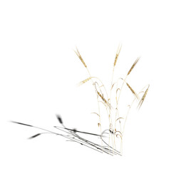 Fototapeta premium wild field grass with a shadow under it, isolated on white background, 3D illustration, cg render