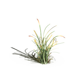 wild field grass with a shadow under it, isolated on a transparent background, 3D illustration, cg render
