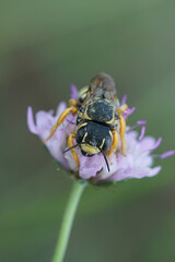 Detailed closeup of a female of the rare and endangered interrupted resin-leafcutter, Trachusa interrupta on it's host plant