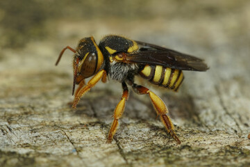 Close up of one a colorful yellow orange Mediterranean carder bee, Rhodanthidium infuscatum, sitting on wood
