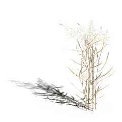 wild field grass with a shadow under it, isolated on a transparent background, 3D illustration, cg render
