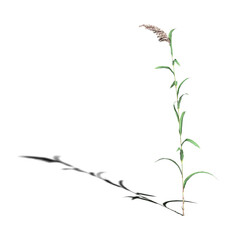 wild field grass with a shadow under it, isolated on a transparent background, 3D illustration, cg render
