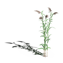 wild field grass with a shadow under it, isolated on a transparent background, 3D illustration, cg render

