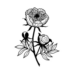 Peony flowers, buds. Vector stock illustration eps10. Outline, isolate on white background. Hand drawn.