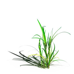 wild field grass with a shadow under it, isolated on a transparent background, 3D illustration, cg render
