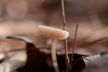 Tiny Cream Colored Mushroom On The Forest Floor. Southeast Louisiana.