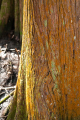 A Rusty Bronze Colored Cypress Tree Trunk In Southeast Louisiana. January 2023