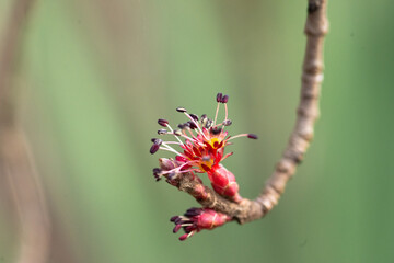 An Early Budding Tree In Southeast Louisiana January 2023.