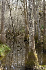 Trees In The Swamps Of Southeast Louisiana. January 2023.