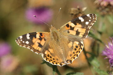 Closeup on a colorful and fresh emerged Painted lady butterfly, Vanessa cardui, sitting on top of the vegetation with spread wings