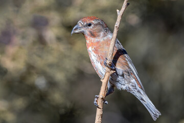 Close-up shot of Red Crossbill